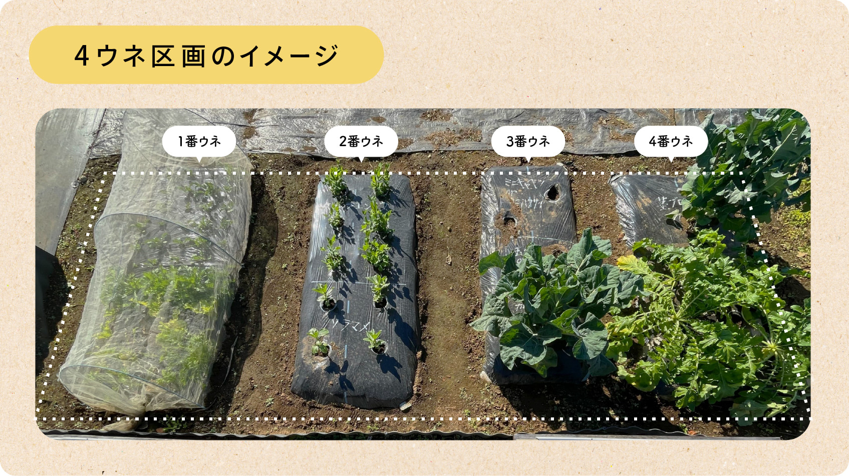 4ウネ区画のイメージ