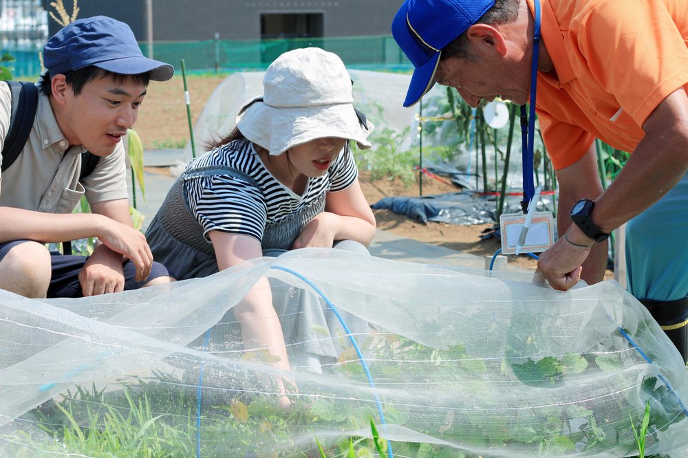 畑で3人が一緒に防虫ネットを開け、野菜の育ち具合を確かめている様子